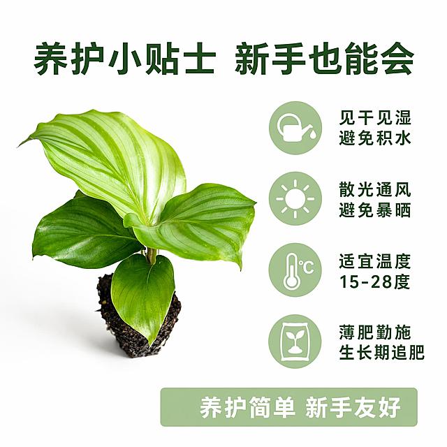 [主图-8] 青苹果竹芋苗养护指南图 白底
[氛围风格] 白底信息图 清新简洁 实用易懂
[画质] 商业摄影质感 产品清晰 图标简洁 文字易读
[元素] 青苹果竹芋苗带土团在画面左侧展示 叶片翠绿有光泽 保持产品外观与输入产品图绝对一致 杜绝变形色差 右侧为养护要点区 商品主体占比约45% 画面满屏无边框
[光影] 左侧产品区柔光均匀 叶片清晰有光泽 底部轻微投影
[配色] 主色翠绿 背景纯白 图标浅绿 文字深绿
[视角构图] 左右分栏构图 左侧产品图 右侧文字信息区 整体平衡
[文字版式] 顶部主标题大字深绿写"养护小贴士 新手也能会" 右侧四个养护要点竖向排列 每个要点有浅绿色圆形图标 图标内有简洁白色图案 图标右侧文字 第一行浇水图标配文字"见干见湿 避免积水" 第二行光照图标配文字"散光通风 避免暴晒" 第三行温度图标配文字"适宜温度 15-28度" 第四行施肥图标配文字"薄肥勤施 生长期追肥" 底部一行浅绿色底白字写"养护简单 新手友好" 所有文字清晰易读 现代无衬线字体
[输出要求] 1:1比例 文字清晰锐利 超高清商业摄影质感
[负向提示词] 变形 文字错乱 产品图模糊 背景杂乱 水印 电商平台Logo