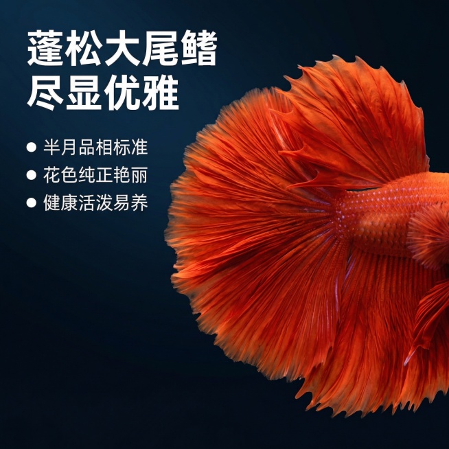 [主图 2 核心亮点展示]
[主图主题] 泰国半月斗鱼尾鳍细节亮点展示
[氛围/风格] 微距质感，精致高级，突出产品细节
[画面元素] 参考原图保留大红袍斗鱼的外形特征，聚焦展示斗鱼巨大的半月尾鳍，微预览效果