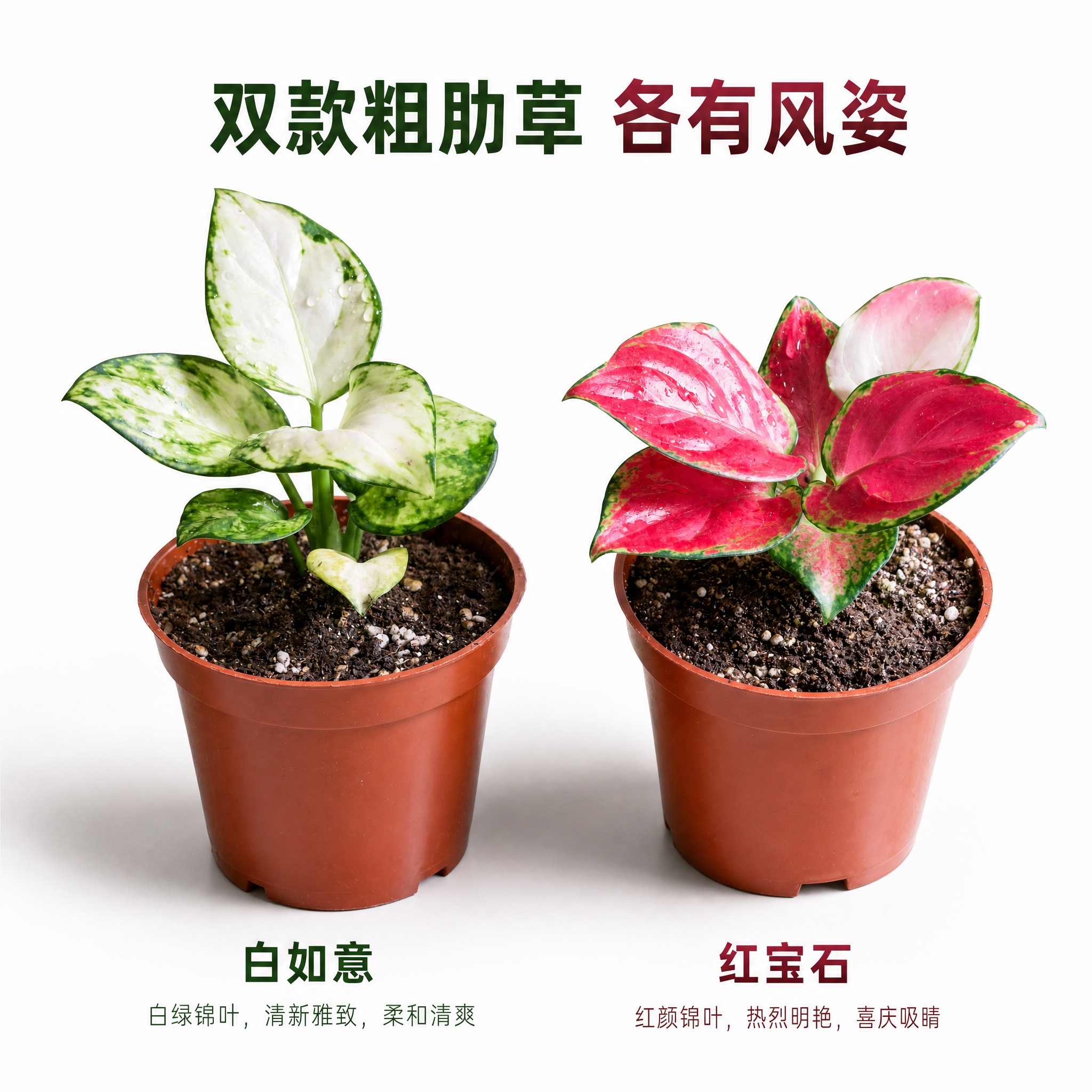 [主图-5] 双款并列展示 唯一任务：白如意与红宝石两款粗肋草… - 图片创意预览