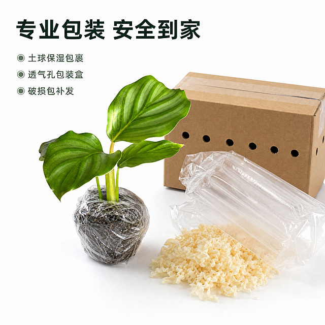 电商主图第九张，青苹果竹芋苗包装发货展示图。纯白背景，真实摄影质感。画面展示青苹果竹芋苗的发货包装方式：一株带原土团的竹芋苗用透明保鲜膜轻轻包裹住土球保湿，叶片完整露出，旁边放着一个带透气孔的快递包装盒和缓冲填充物，展示专业的包装方式，让买家放心购买。主体苗在中央偏左，包装材料在右侧散落布置。商品主体加包装占画面约70%。左上角主标题大字写"专业包装 安全到家"，下方三行小字卖点："土球保湿包裹"、"透气孔包装盒"、"破损包补发"。光线均匀柔和，包装质感真实。1:1正方形构图，超高清商业摄影质感，文字清晰。保持青苹果竹芋苗外观与输入产品图绝对一致。负向：变形，文字错乱，背景杂乱，水印。