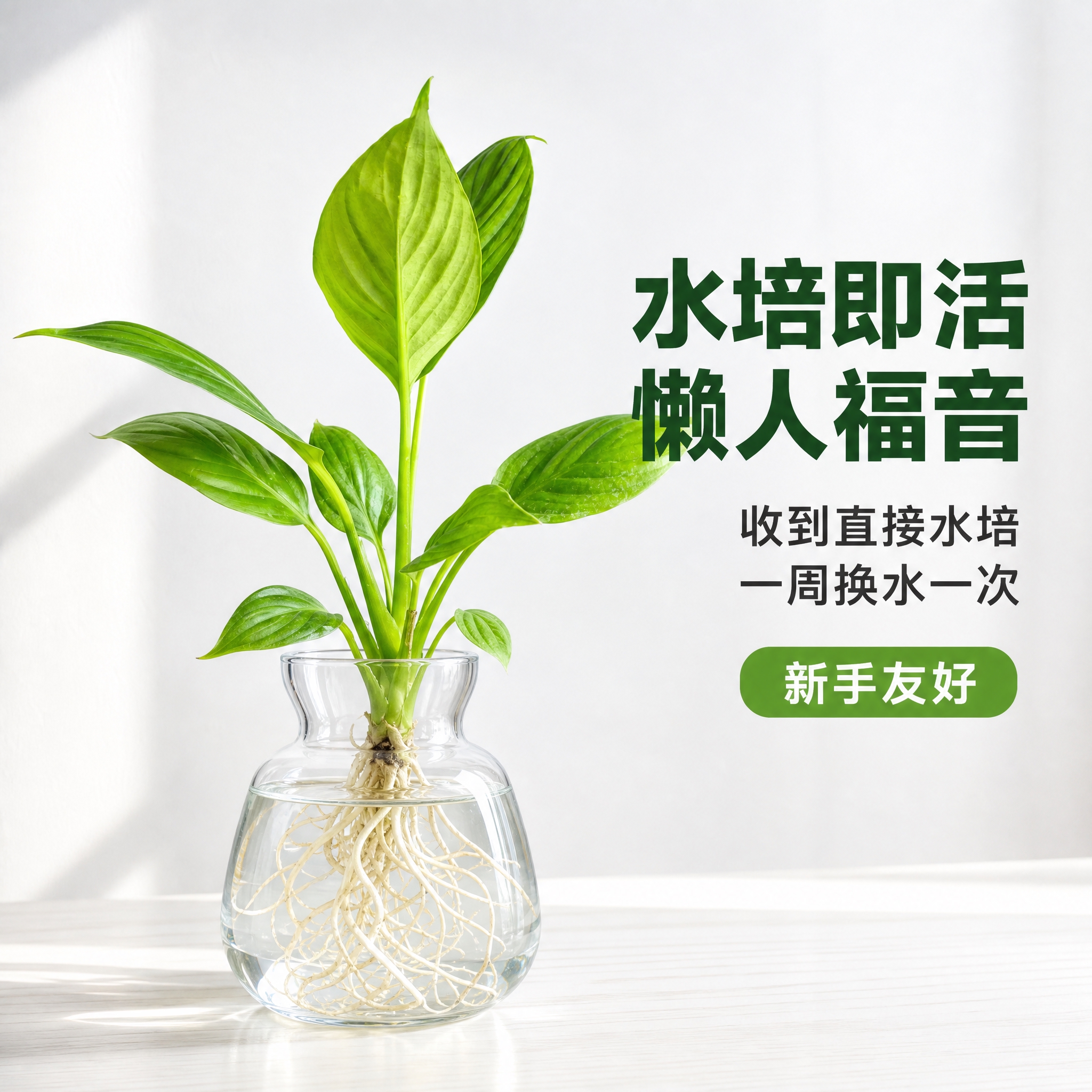 [主图-4] 美酒白掌水培场景展示图，简约白色桌面场景，展示水… - 图片创意预览