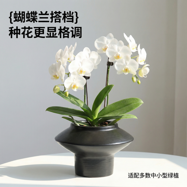 [主图 4] 蝴蝶兰种植效果展示主图
[氛围风格] 温馨家居氛围感，自然鲜活，高级简约
[画面元素] 商业摄影质感、光线柔和通透、产品清晰真实、画面干净高级。保留黑色花盆原始造型，在花盆内种植盛开的白预览效果