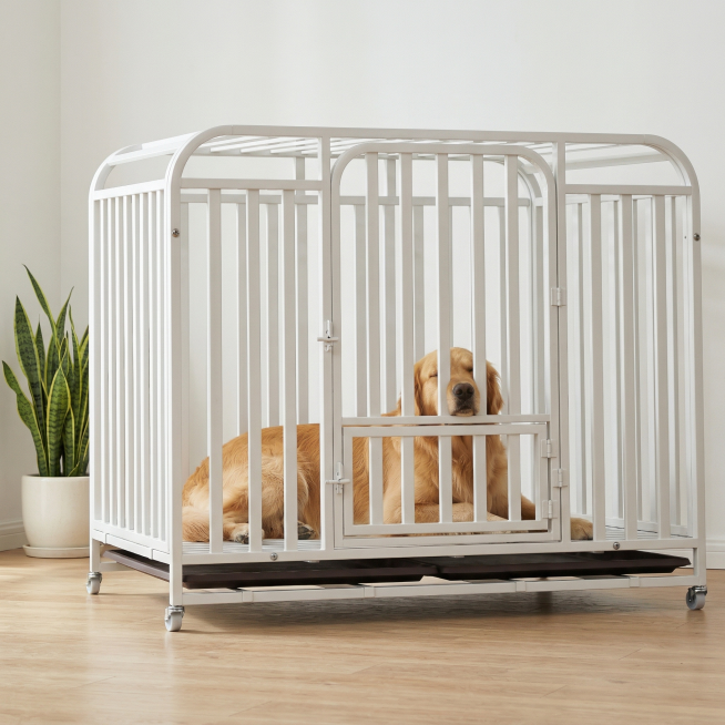 干净奶白主卧场景，白色狗笼保持原始结构不扭曲不变形，金毛舒服趴在笼里，突出狗笼主体，浅木地板搭配清新虎皮兰绿植，整体画面清新透亮，柔和自然光，高明度低对比，适合淘宝天猫商品展示。负向提示词：结构扭曲、预览效果