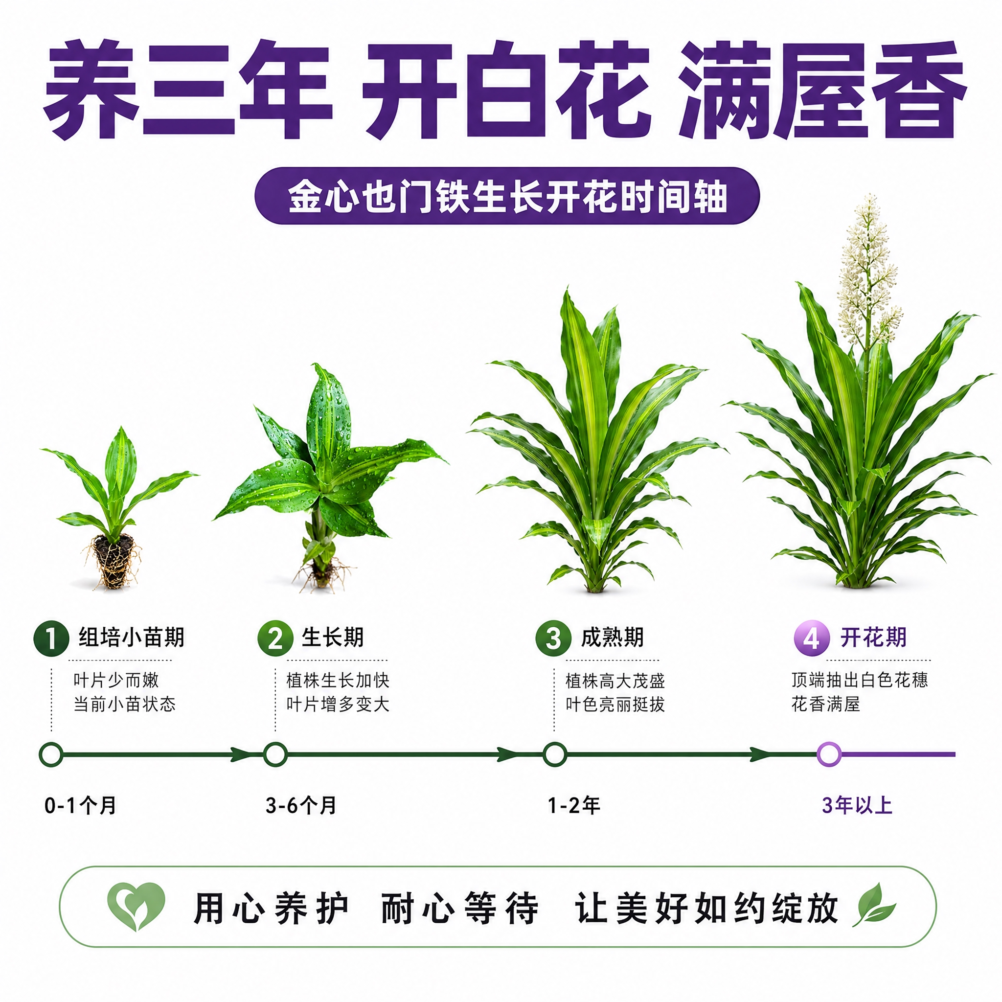 [主图-9] 开花时间线 金心也门铁生长开花时间轴信息图。 [… - 图片创意预览