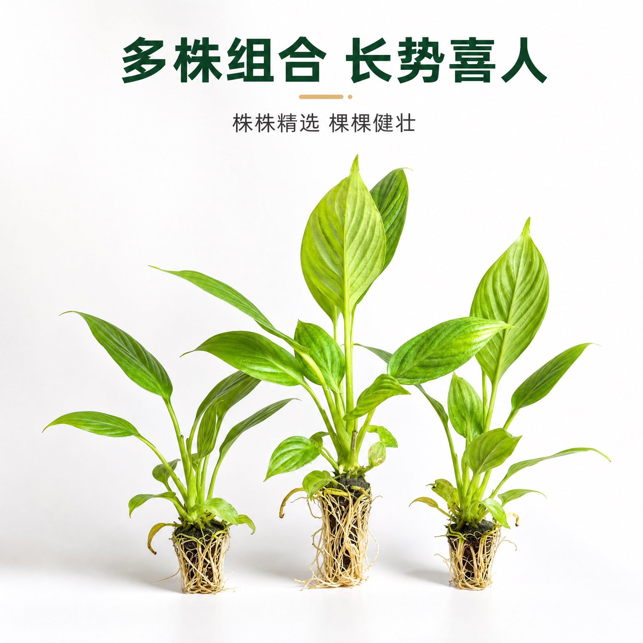 [主图-8] 美酒白掌多株组合展示图，白色背景高级感，拼多多风… - 图片创意预览