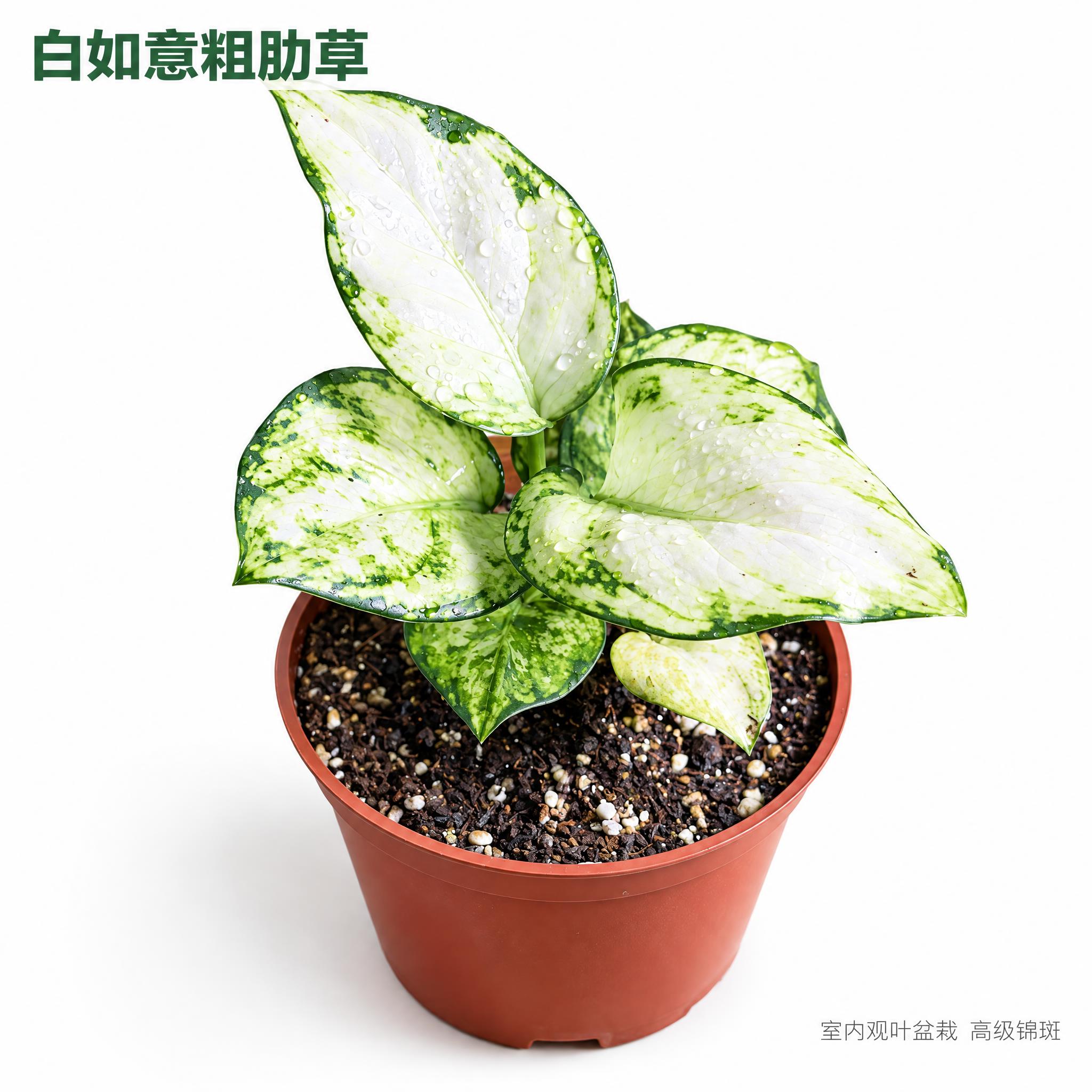 [主图-1] 白如意粗肋草白底英雄主图，展示白绿锦叶高级质感，… - 图片创意预览