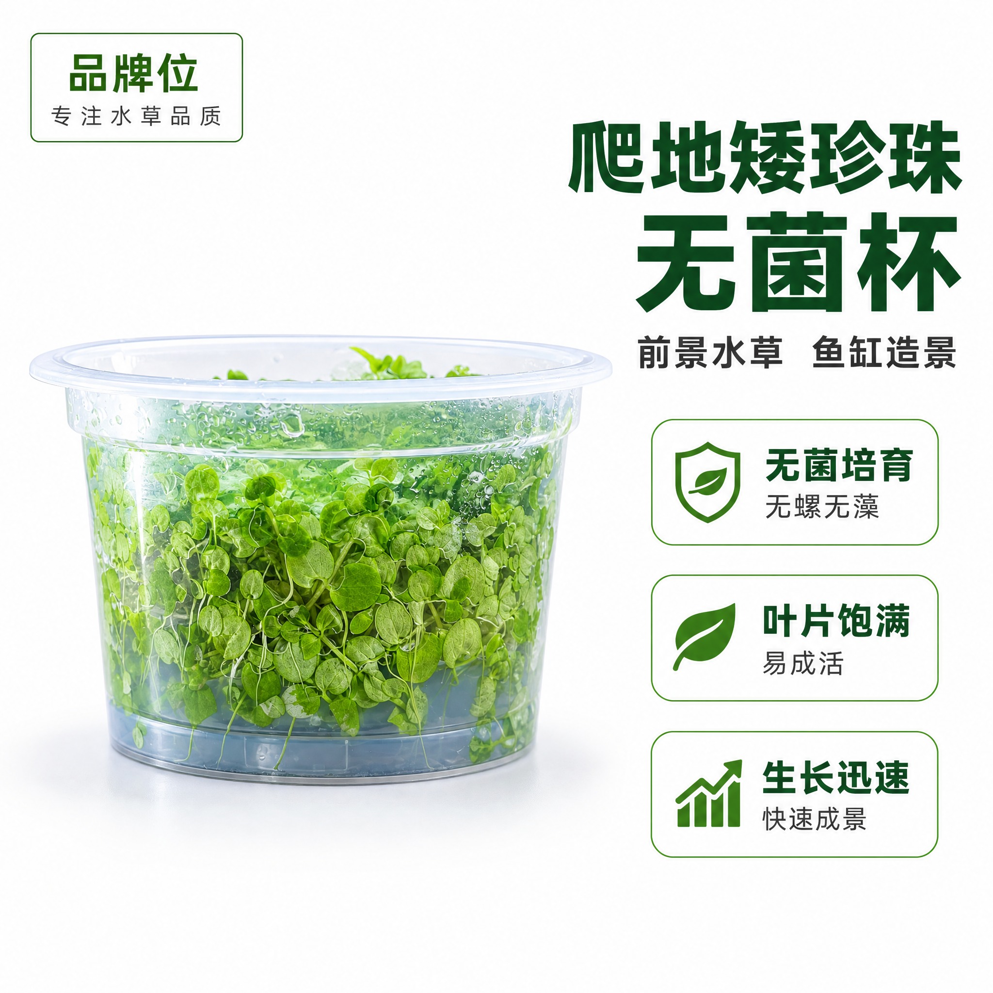 [主图-1] 爬地矮珍珠无菌杯水草首图，白底产品陈列，突出产品… - 图片创意预览