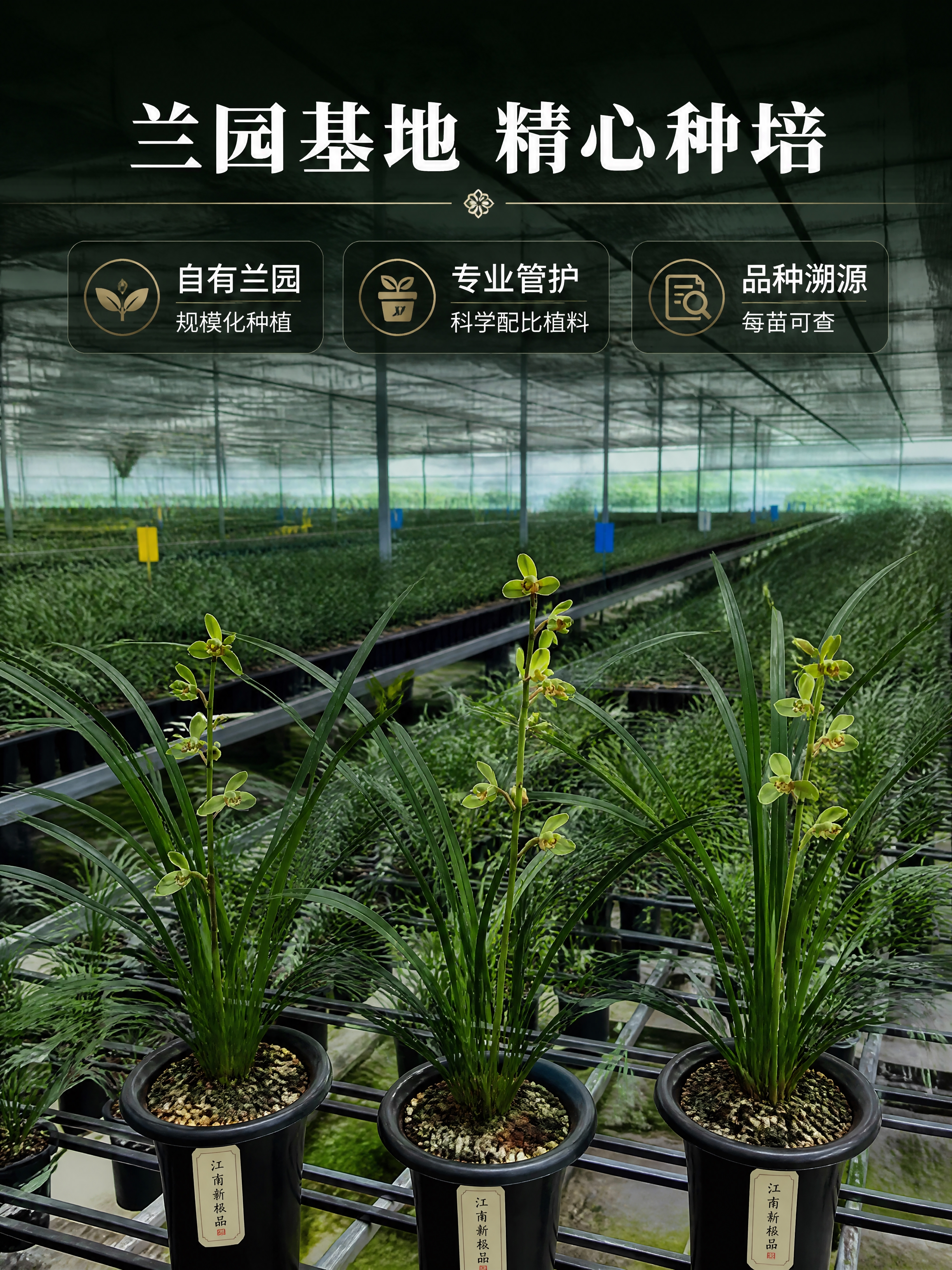 [商品] 使用【图1】江南新极品蕙兰参考图的兰叶形态与品种特征… - 图片创意预览