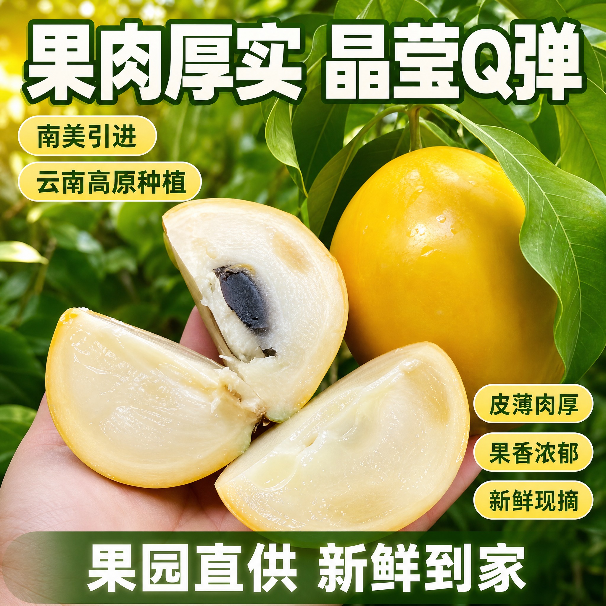 [主图-4] 云南高原黄晶果 拼多多爆款促销感主图 手持切开果… - 图片创意预览