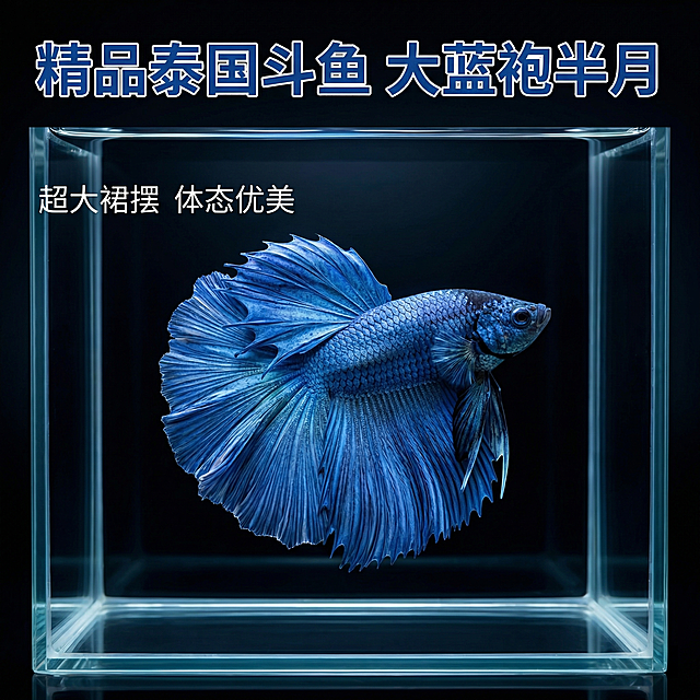 [主图 1] 泰国斗鱼半月大蓝袍精品展示首图
[氛围/风格] 高级水族商业摄影，真实高级质感，静谧神秘感
[画面元素] 商业摄影质感、光线柔和通透、产品清晰真实、画面干净高级。保留泰国斗鱼半月大蓝袍原本外观不变，将斗鱼放置在干净通透的高端水族鱼缸中，纯黑色渐变背景，打光突出斗鱼飘逸宽大的蓝色裙摆，细节清晰，色彩饱和，整体画面高级富有高级感，大图满铺无边框
[配色色系] 主色调：深邃蓝，背景纯黑色，辅助色：水质通透感反光
[视角构图] 居中平视，主体突出，景深效果，斗鱼完整居中展示
[文字版式] 左上角左对齐，主标题[精品泰国斗鱼 大蓝袍半月]，深蓝色粗体无衬线字体，白色细描边，主标题大字，副标题[超大裙摆 体态优美]小字放于主标题下方，不遮挡斗鱼主体
[比例分辨率] 1:1 比例，2k 分辨率，文字清晰可辨，超高清
[负向提示词] 变形，水印，文字错乱，图片模糊，背景杂乱，鱼缸脏污，文字遮挡主体