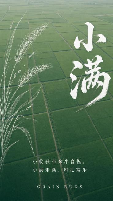 竖版小满节气海报，俯拍高空航拍视角，一望无际整齐划分的翠绿色稻田农田，田块方正交错，整体都是绿色调；画面左侧是简约白色线条手绘麦穗；画面右侧预留位置叠加白色书法毛笔大字，文字内容为"小满"；整体为低饱预览效果