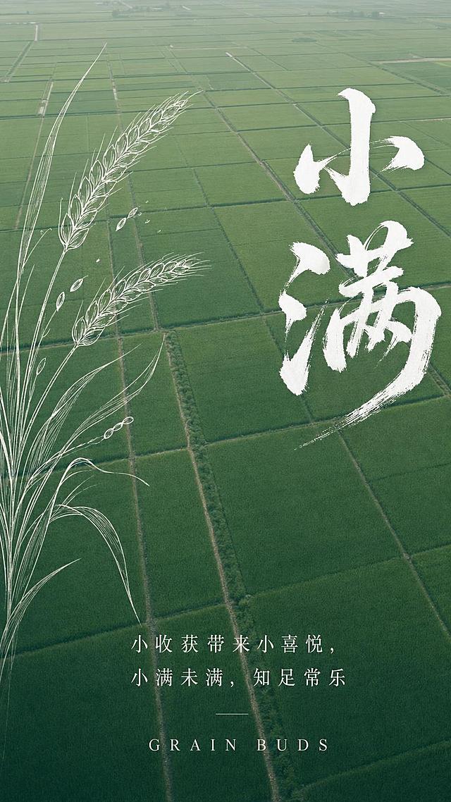 竖版小满节气海报，俯拍高空航拍视角，一望无际整齐划分的翠绿色稻田农田，田块方正交错，整体都是绿色调；画面左侧是简约白色线条手绘麦穗；画面右侧预留位置叠加白色书法毛笔大字，文字内容为"小满"；整体为低饱和度的高级绿色；画面最下方是英文字"GRAIN BUDS"，英文字上方是两行中文"小收获带来小喜悦，小满未满，知足常乐"