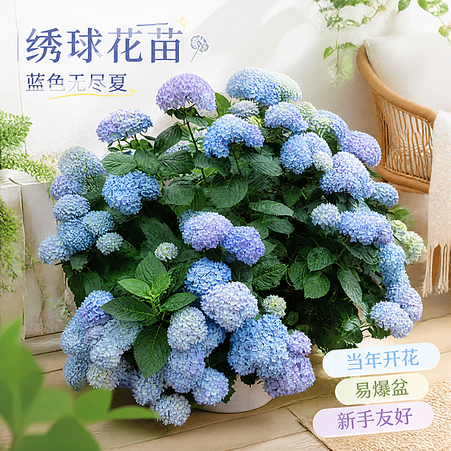 将图中的蓝色绣球花盆栽作为商品主体，保持花株饱满形态与蓝紫渐变绣球花的真实细节，背景替换为北欧风阳台场景：白色肌理墙面、原木色阳台地板、藤编休闲椅一角与清新绿植点缀，柔和漫射的自然光，氛围温馨治愈。在画面左上角添加商品名称文字："绣球花苗 蓝色无尽夏"，在画面右下角添加卖点文字："当年开花 · 易爆盆 · 新手友好"，文字采用清新简约的字体设计，排版错落有致不遮挡主体，整体为淘宝天猫电商1:1正方形主图风格，色调清新有购买吸引力