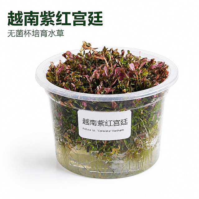 帮我设计电商爆款主图10张，产品：越南紫红宫廷，白底突出产品 「图片1」