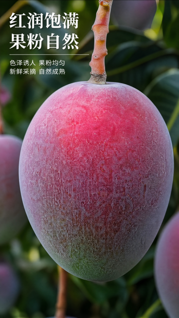 [第3屏] 芒果外观细节特写，保留图1芒果果皮色泽，放大展示饱满果形和自然果粉，标题「红润饱满 果粉自然」，9:16竖屏，4K，文字清晰，质感真实。预览效果