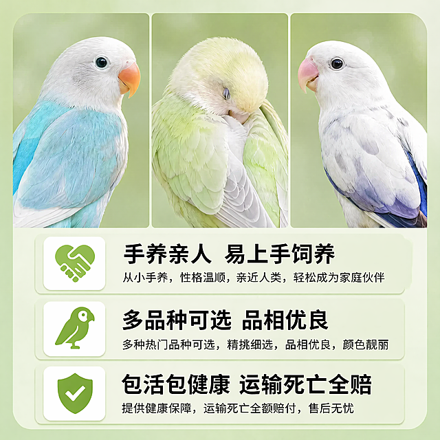 [主图-5] 服务保障背书收口主图，去除左上角水印。
[氛围风格] 干净清新，专业可信。
[画质] 商业摄影质感，光线柔和通透，画面干净高级，4K超高清分辨率。
[元素] 三只鹦鹉（蓝银、薰衣草、紫伊莎）小头像拼在画面上方，各占三分之一，保持各自原本毛色外形不变，去除所有水印。下方分三栏列出核心服务保障：手养亲人 易上手饲养、多品种可选 品相优良、包活包健康 运输死亡全赔。每个卖点搭配对应简单图标，左上角干净无logo水印。背景为浅绿渐变自然色。彻底去除所有水印。
[光影] 均匀柔和光线，整体干净明亮，信息清晰可读。
[配色] 浅绿色背景，搭配三只鹦鹉自然毛色，黑色文字清晰，简约专业。
[视角构图] 满屏构图，信息分层清晰，上方鹦鹉头像，下方卖点列表，主体信息突出，没有遮挡，左上角无任何水印。
[文字版式] 卖点文字分三行排列，每行图标加粗标题，文字清晰，字体干净，不遮挡鹦鹉头像，整体排版均衡舒适，无水印。
[比例分辨率] 1:1比例，4K分辨率，文字清晰锐利，超高清画质。
[负向提示词] 变形，水印，文字错乱，改变鹦鹉外形，背景杂乱，残留任何水印
