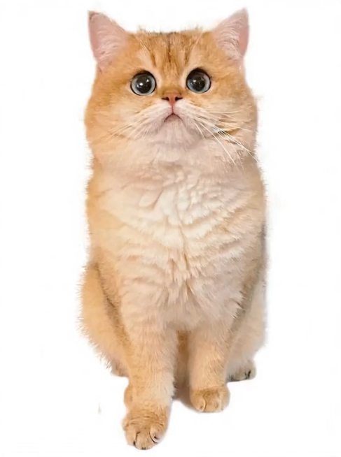 这只金渐层猫咪丝滑的像液体一样从家里更长的楼梯上完整滑下来预览效果