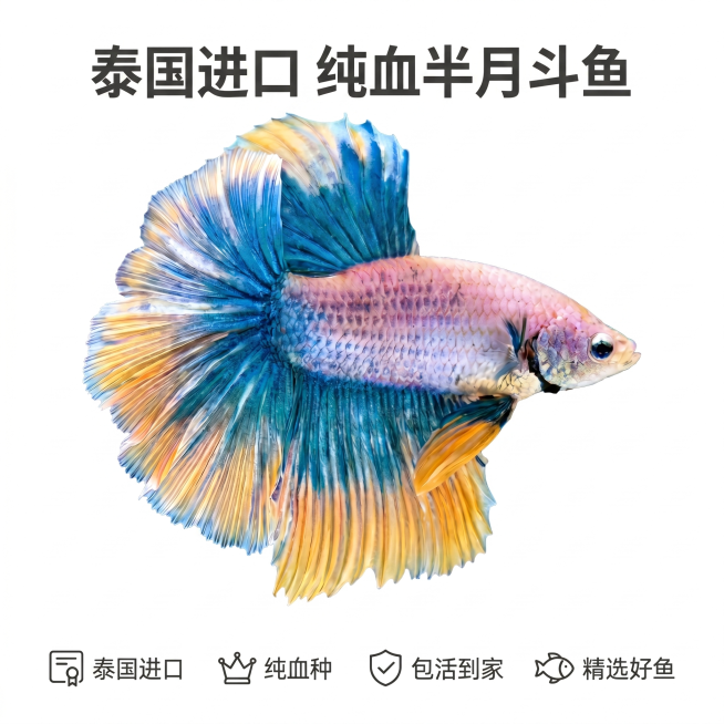 [主图 2] 泰国进口纯血半月斗鱼商品主图
[氛围风格] 简约干净拼多多商品主图风格，直观清晰突出产品核心卖点
[画质] 商业摄影质感、光线均匀通透、斗鱼细节清晰真实、画面干净高级
[元素] 将原图片预览效果