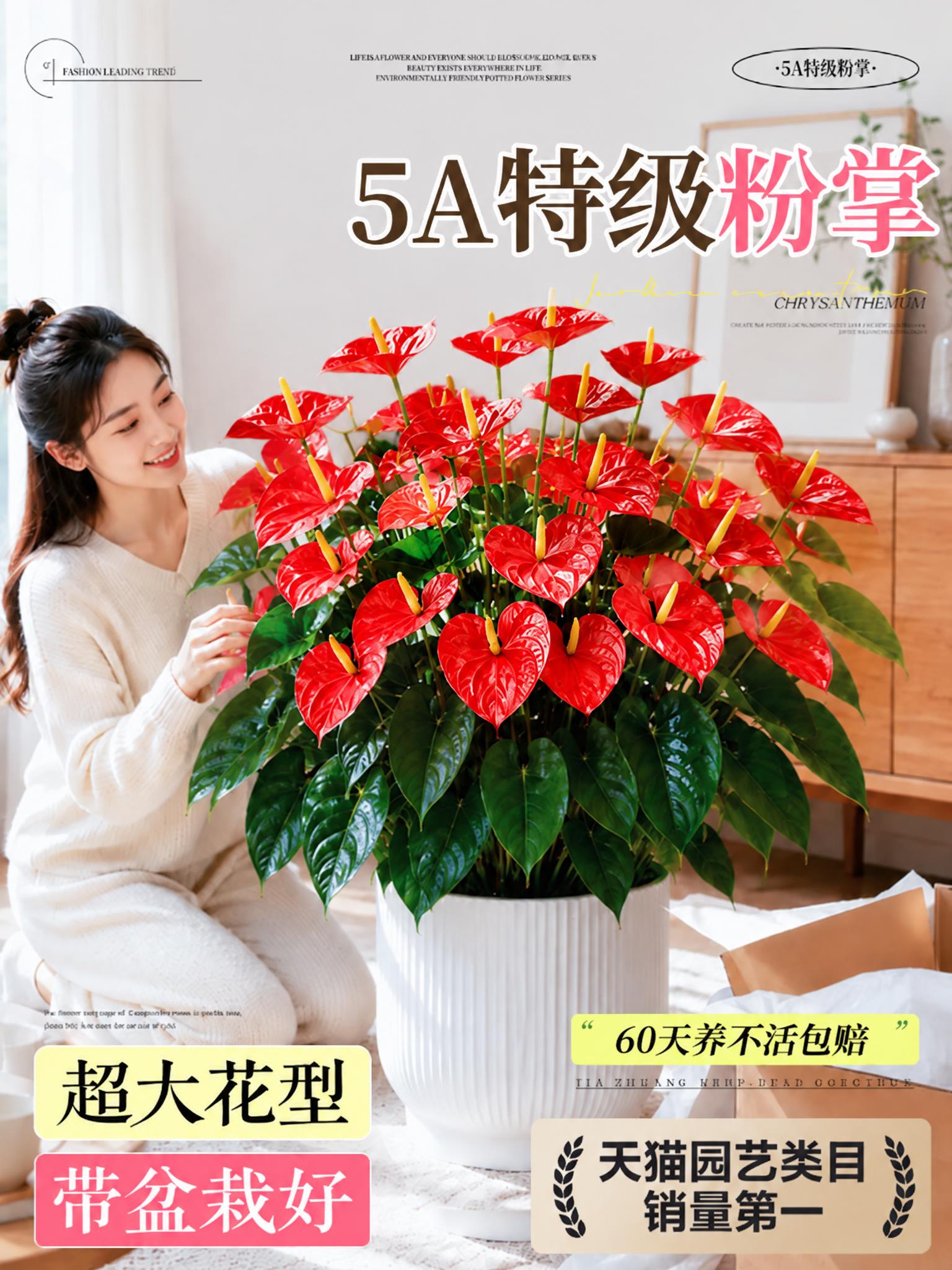 将图中所有粉色的粉掌花朵变为鲜艳的大红色，其他元素保持不变，文… - 图片创意预览