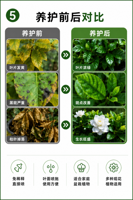 裁剪出第五格内容，标题是'5 养护前后对比'，包含养护前和养护后的对比图片，保留所有文字和设计元素，生成2:3比例的图片预览效果