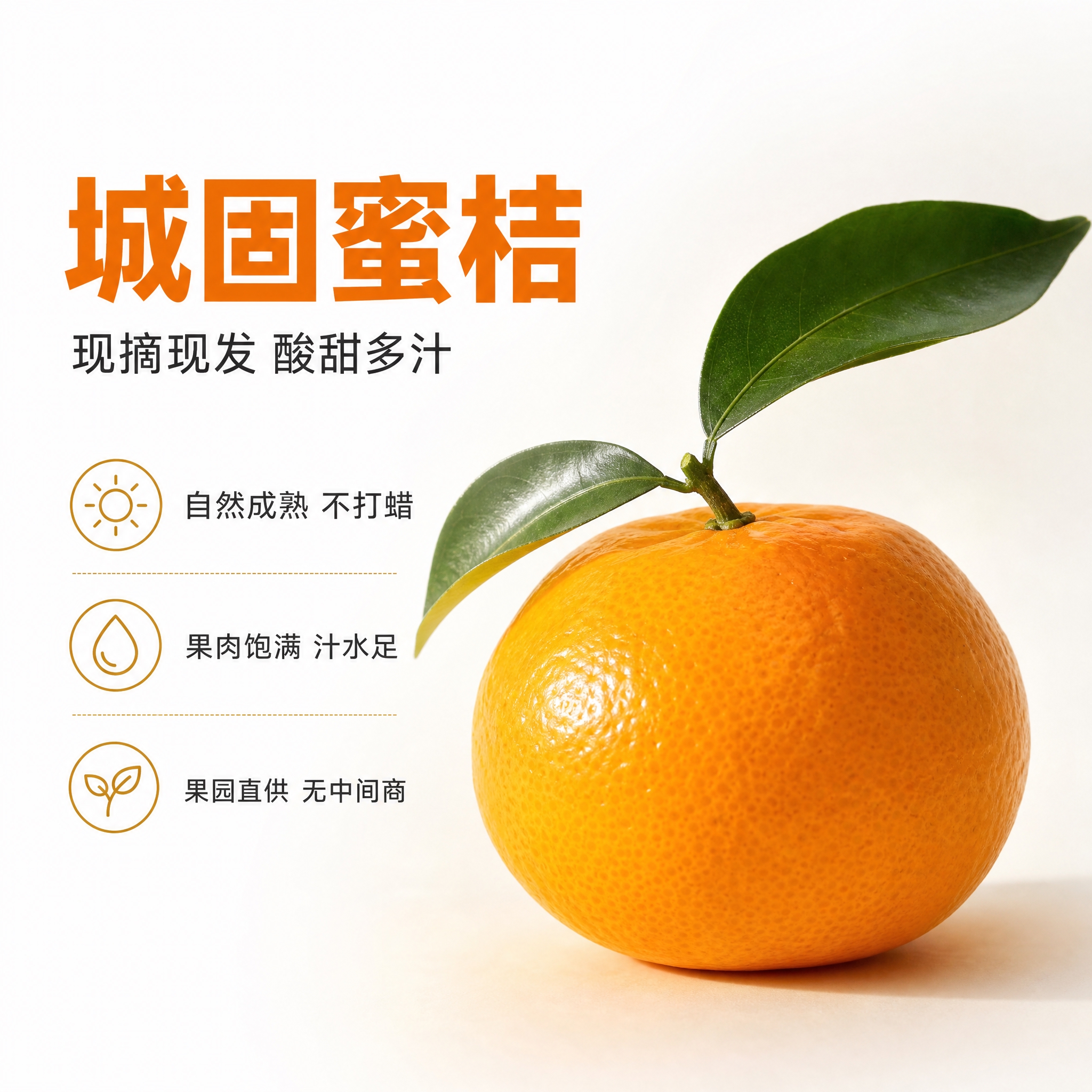 [主图-1] 城固蜜桔首图白底产品展示，突出果形圆润果皮干净带… - 图片创意预览
