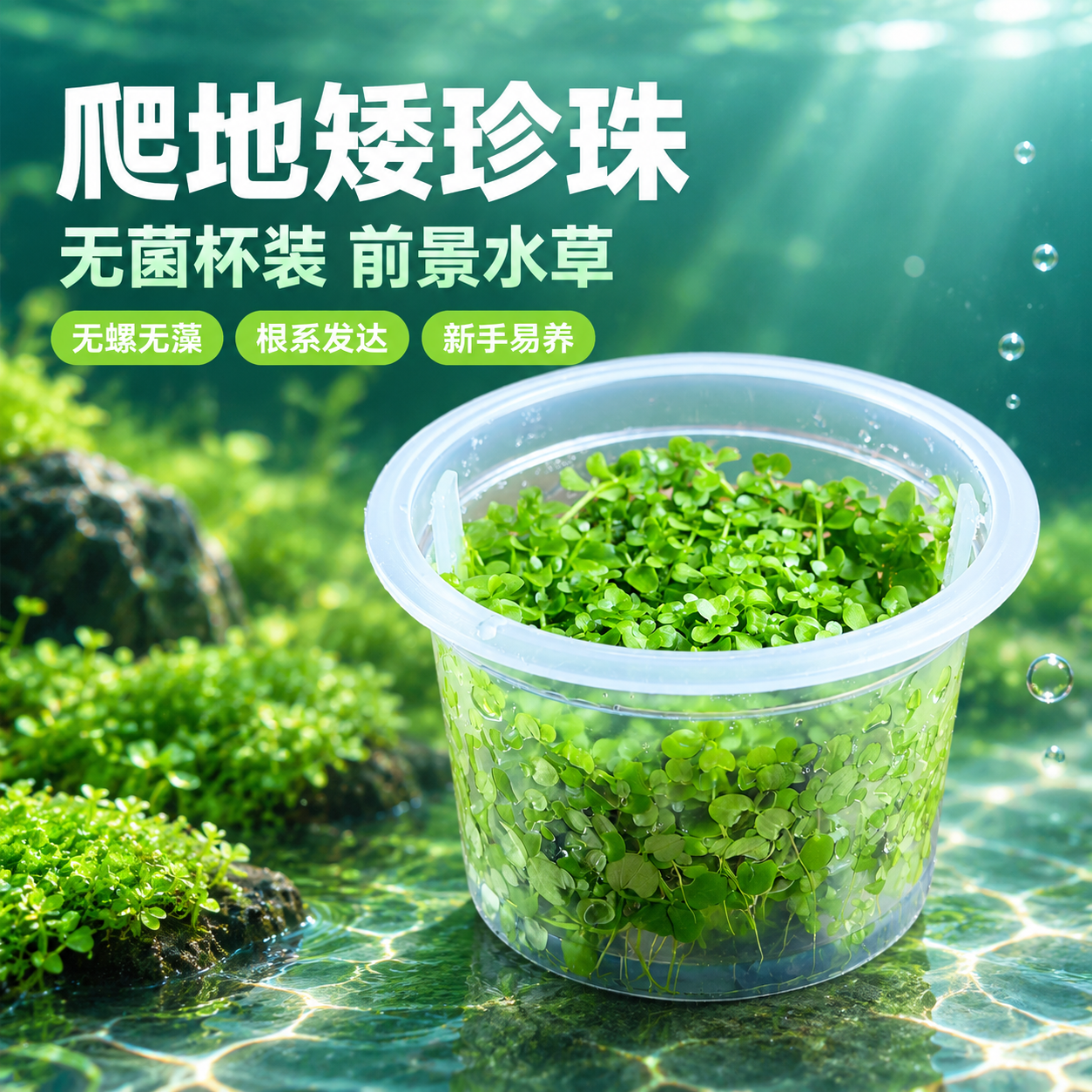 [主图-1] 首图点击率，主题：爬地矮珍珠无菌杯水草 鱼缸造景… - 图片创意预览