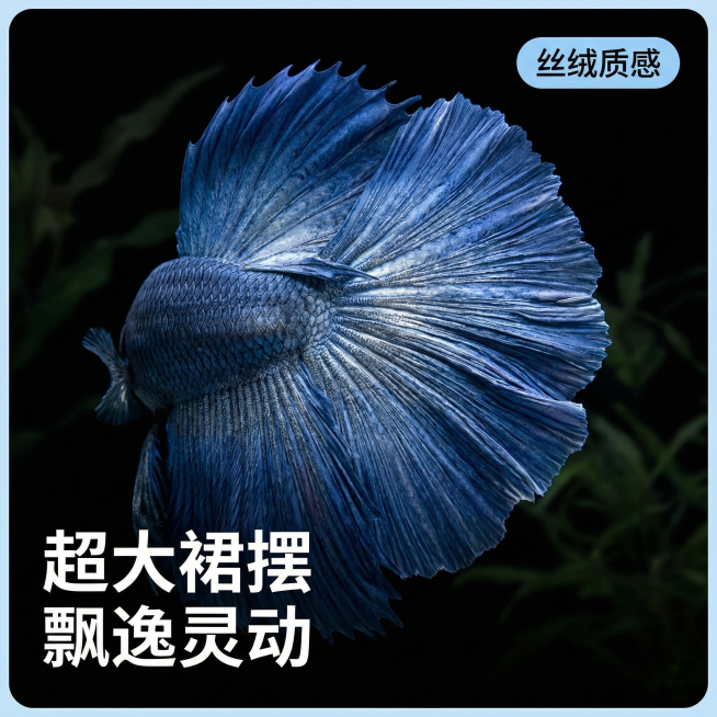 [主图 2] 
[主图主题] 泰国斗鱼大蓝袍细节展示
[氛围/风格] 高端水族质感，细节清晰通透，专业水下光影
[画面元素] 保持这只泰国斗鱼半月大蓝袍的外形和颜色完全不变，特写展示大蓝袍飘逸宽大的尾预览效果