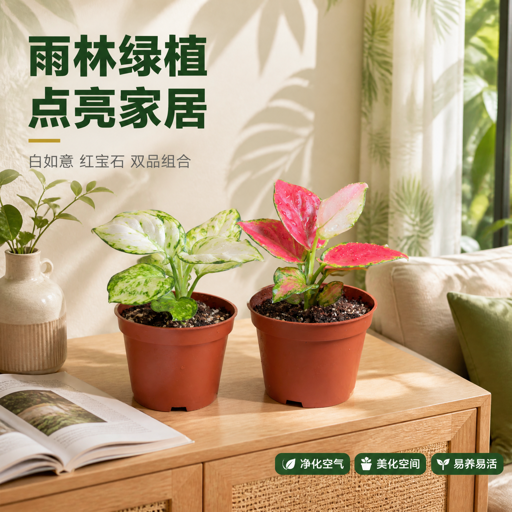 [主图-5] 白如意与红宝石粗肋草 室内客厅摆放场景主图。 [… - 图片创意预览