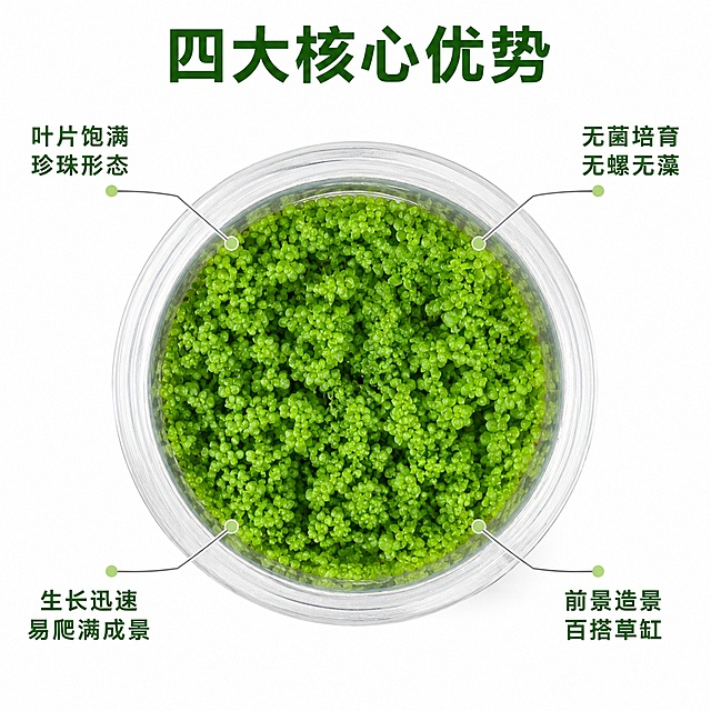 电商主图第二张，核心亮点标注图。纯白背景，日本高珍珠水草无菌杯居中放置，俯视角度展示杯内密集翠绿的叶片，叶片圆润饱满如珍珠，真实微距质感。以产品为中心，用细浅灰色引线从不同部位引出四个卖点标注，分布在四周不遮挡主体：左上引线标注“叶片饱满 珍珠形态”，右上引线标注“无菌培育 无螺无藻”，左下引线标注“生长迅速 易爬满成景”，右下引线标注“前景造景 百搭草缸”。每个标注点有淡绿色小圆点定位，文字为深绿色无衬线字体，清晰可读。顶部居中主标题写“四大核心优势”，深绿色粗体大字。保持水草外观（翠绿色小圆叶、密集生长形态、透明杯身）与输入产品图绝对一致，杜绝变形色差，精细化叶片纹理和光泽。商品主体占画面约70%。柔和顶光+轻微侧光，叶片层次分明，通透有生机。1:1正方形构图，超高清商业摄影质感。负向提示：变形，文字错乱，产品模糊，背景杂乱，水印，电商平台Logo。
