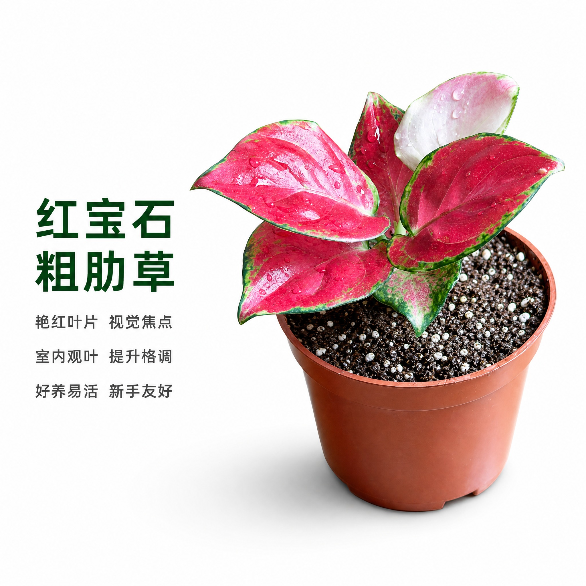 [主图-3] 红宝石粗肋草单品白底主图，唯一任务是完整展示红宝… - 图片创意预览