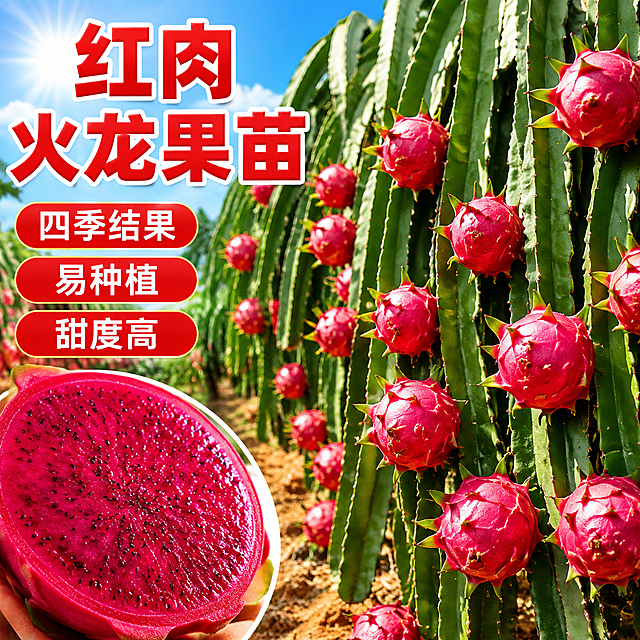 基于参考图生成淘宝天猫1:1电商主图，商品为红心火龙果树苗，画面以挂满红色火龙果的植株为主体，阳光果园背景，左下角展示鲜红果肉特写，主标题大字为"红肉火龙果苗"，卖点文字为"四季结果 易种植 甜度高"，文字排版美观醒目，整体风格明亮有活力，电商主图风格