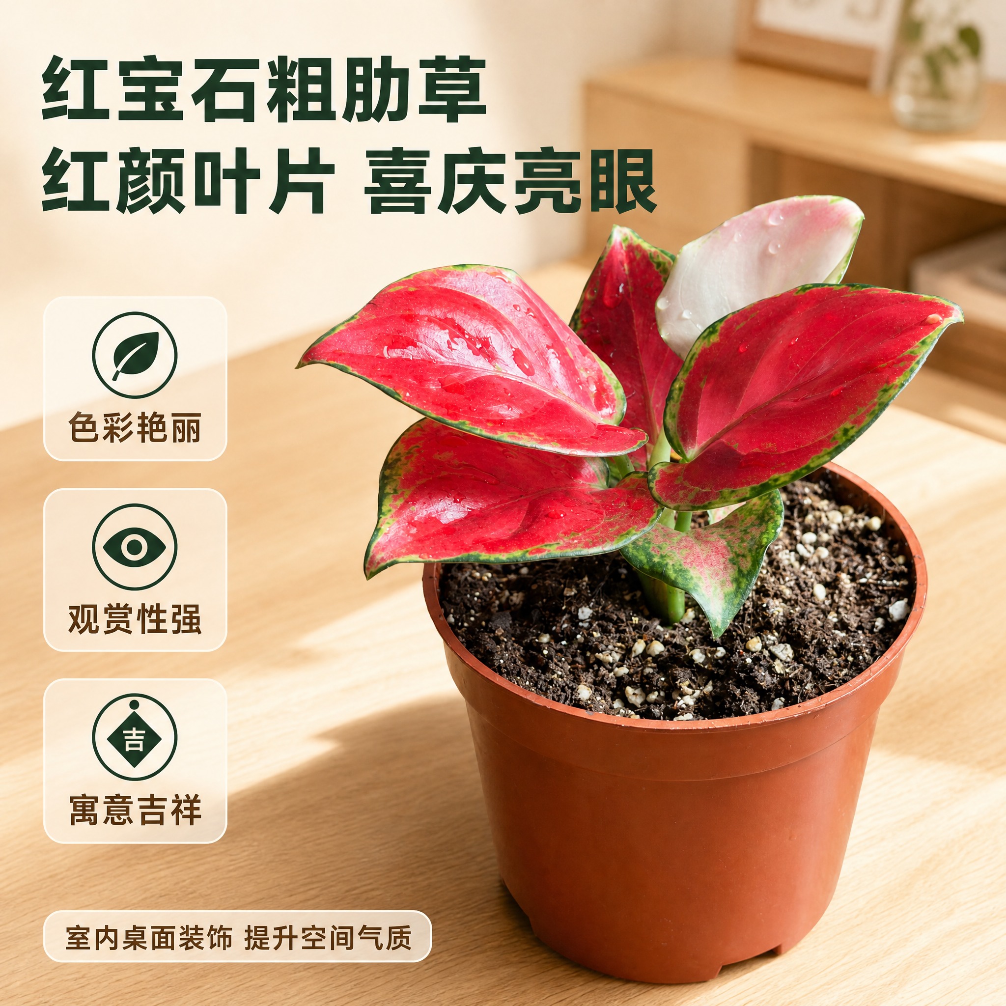 [主图-3] 红宝石粗肋草色彩与质感展示，突出艳红叶片的视觉冲… - 图片创意预览
