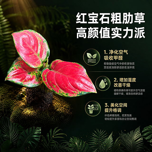 [主图-9] 品种介绍与净化空气卖点图 增加产品价值感
[统一基调] 黑化雨林暗调风格 深墨绿近黑背景 点缀朦胧雨林叶片剪影 暖金色聚光打亮植物 标题用白色粗体无衬线字 辅助文案用浅金色 整体神秘高级 商业植物摄影质感
[画面] 红宝石小苗放在画面左侧 占比45% 右侧是三个功能图标加文字 分别是 空气净化图标 加湿图标 装饰美化图标 背景深绿色渐变 底部有雨林植物剪影装饰条 整体信息丰富但不杂乱
[光影质感] 左侧植物暖光打亮 叶片鲜亮 右侧信息区平光清晰 整体暗调统一
[配色] 主色深墨绿 辅色暖金色 图标浅绿色 标题白色 说明文字浅灰
[文字版式] 顶部大标题 红宝石粗肋草 高颜值实力派 下方三个卖点 1 净化空气 吸收甲醛 2 增加湿度 改善干燥 3 美化空间 提升格调 每个卖点配对应小图标
[输出要求] 1:1正方形 2048px 信息清晰 植物完整 无变形 无错字 无水印 无平台Logo 不使用绝对化用语