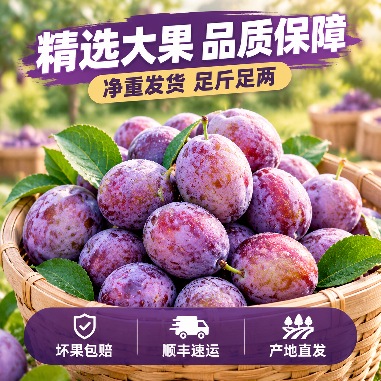 [主图-5] 新疆西梅服务承诺与规格展示，转化下单型，打消购买… - 图片创意预览