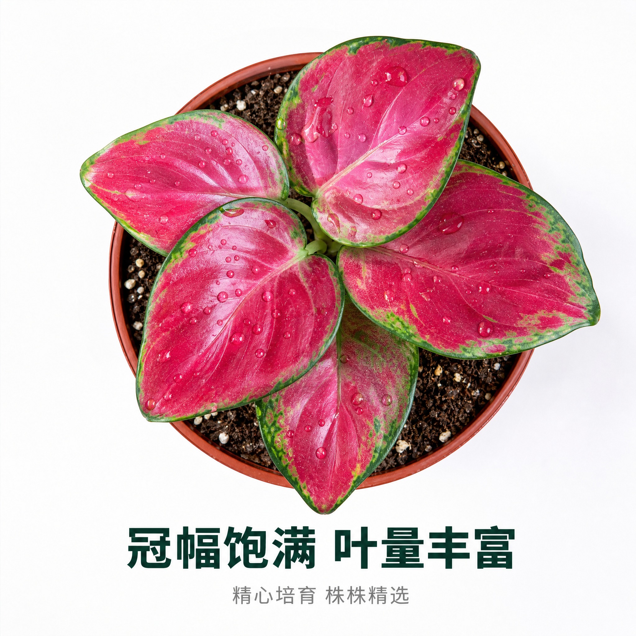 [主图-9] 粗肋草俯视角度展示主图，亮白色背景，俯视展现叶片… - 图片创意预览