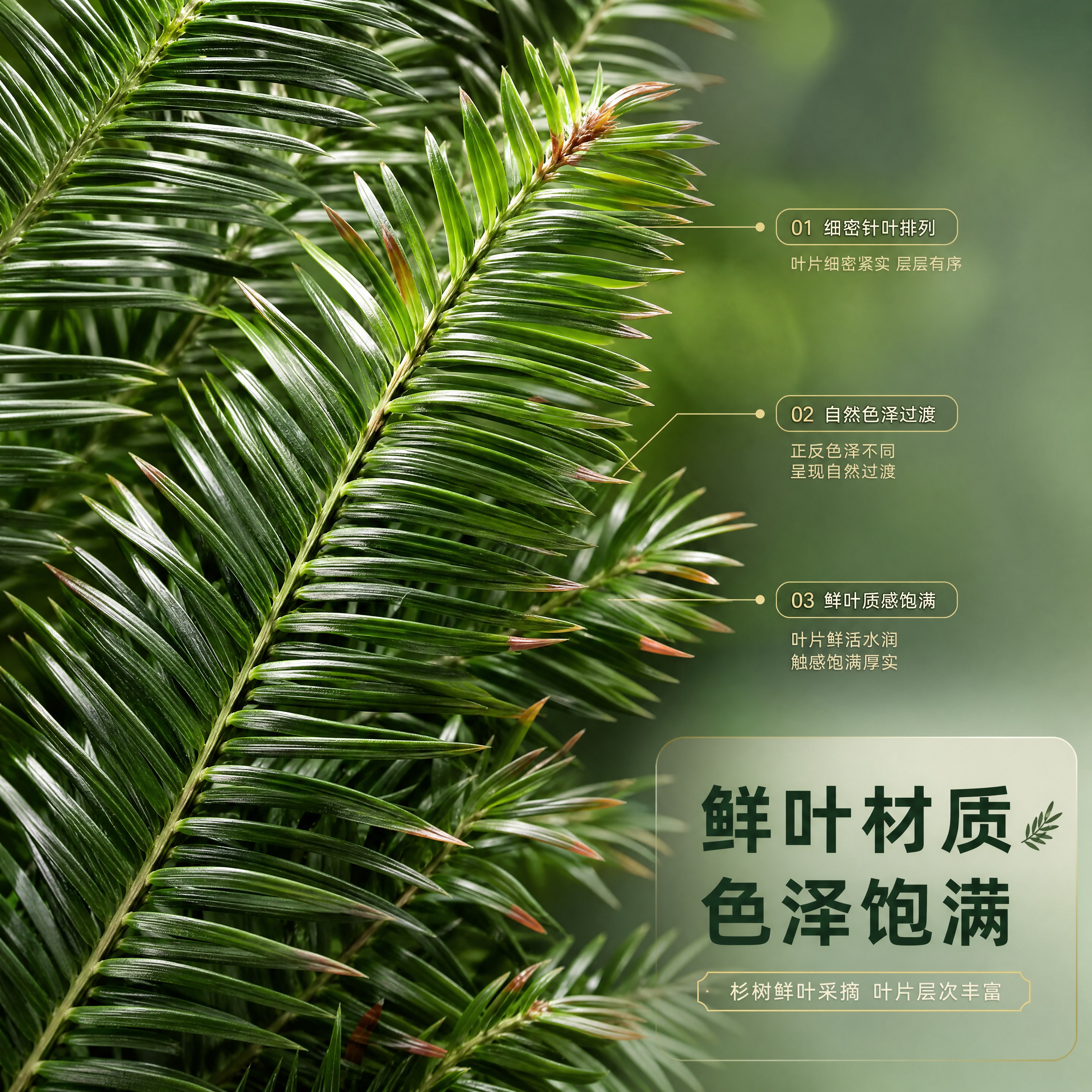 [商品] 使用【图3】新鲜杉树叶细节特写；保留杉树鲜叶的针状叶… - 图片创意预览