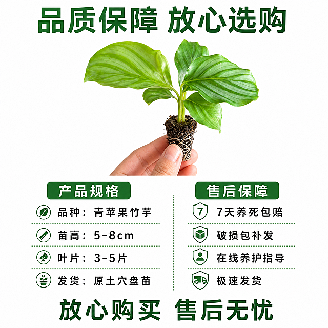 电商主图第十张，青苹果竹芋苗服务承诺与规格图。纯白背景，真实摄影质感。画面上方约40%展示一株状态极佳的青苹果竹芋苗，叶片翠绿饱满，根系健壮。下方约60%区域为信息区，分为左右两部分：左侧是规格参数，标题"产品规格"，内容分四行："品种：青苹果竹芋"、"苗高：5-8cm"、"叶片：3-5片"、"发货：原土穴盘苗"；右侧是服务承诺，标题"售后保障"，内容分四行："7天养死包赔"、"破损包补发"、"在线养护指导"、"极速发货"。底部中间一行大字"放心购买 售后无忧"。整体版式清晰规整，信息易读。顶部主标题大字写"品质保障 放心选购"。光线均匀，产品清晰。1:1正方形构图，超高清商业摄影质感，文字清晰锐利。保持青苹果竹芋苗外观与输入产品图绝对一致。负向：变形，文字错乱，背景杂乱，水印。