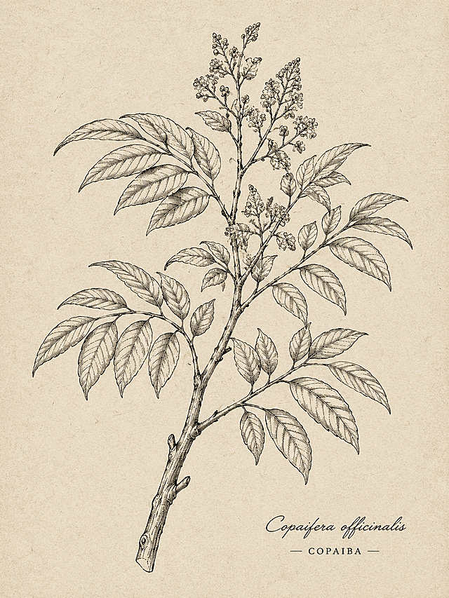 古巴香脂树枝条整枝线描简笔画，完整的古巴香脂树枝，多段羽状复叶依次排列，木质枝干纹理清晰，自然舒展的生长姿态，纯线条黑白手绘，法式复古植物标本插画风格，线条精致细腻，有格调的简约画风，米白色做旧纸张背景，竖向构图，适合精油包装装饰图案