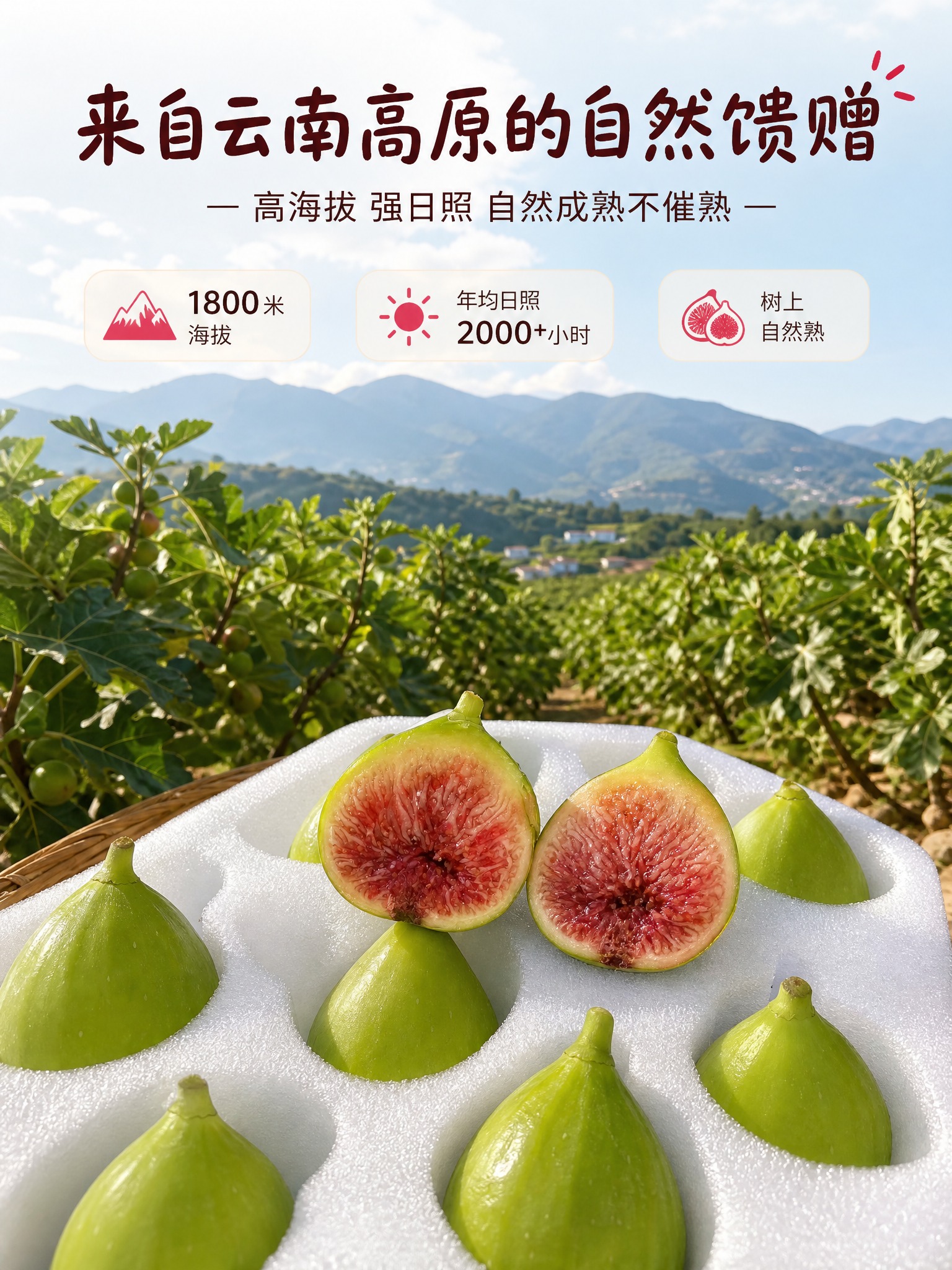 [商品] 使用【图4】【图9】云南高原自然熟无花果；保留绿色果… - 图片创意预览