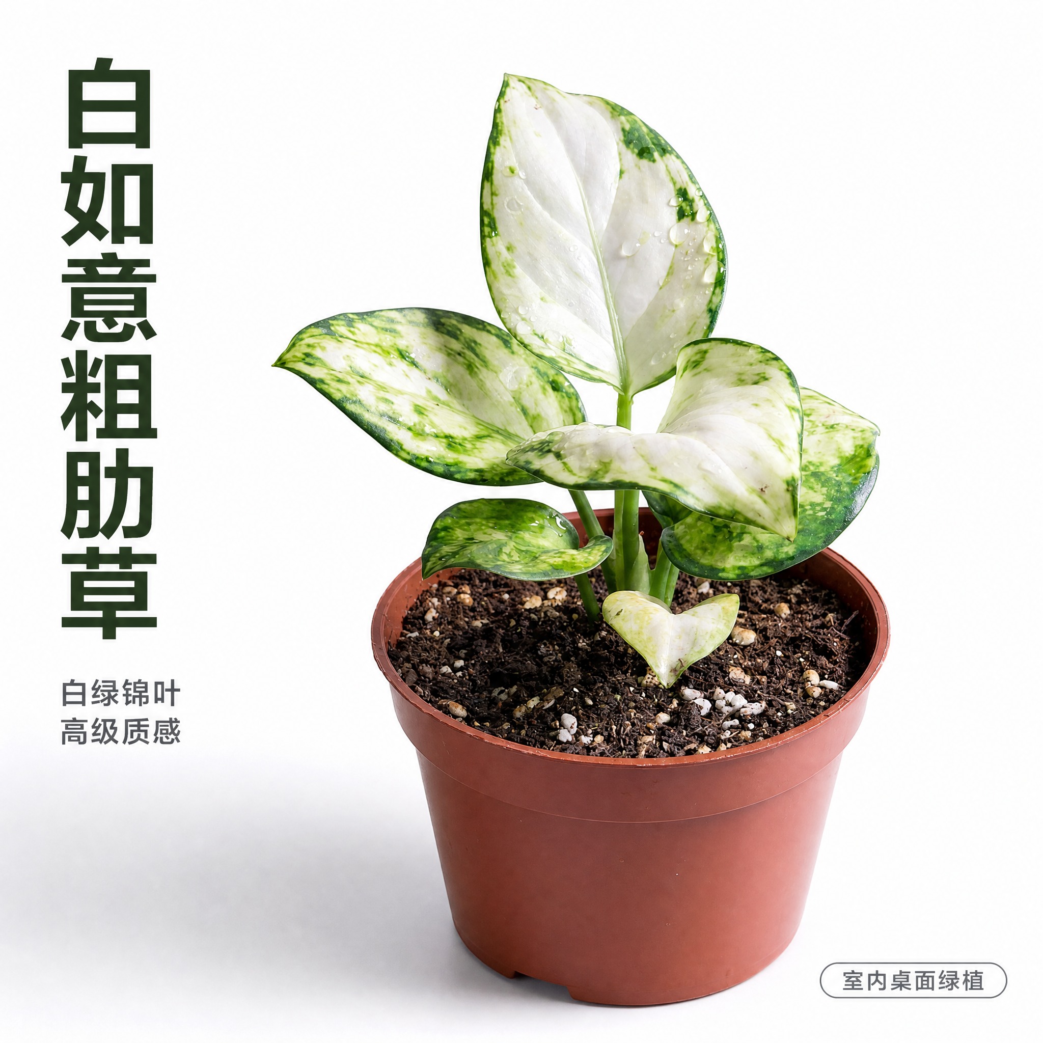 [主图-2] 白如意粗肋草单品白底主图 突出白绿锦叶的高级纹理… - 图片创意预览