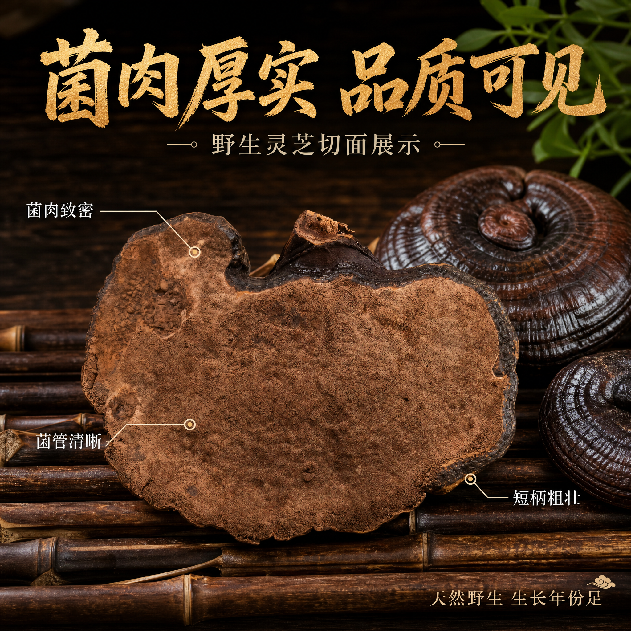 [主图-2] 主题：野生灵芝切面展示 菌肉厚实 品质看得见。… - 图片创意预览