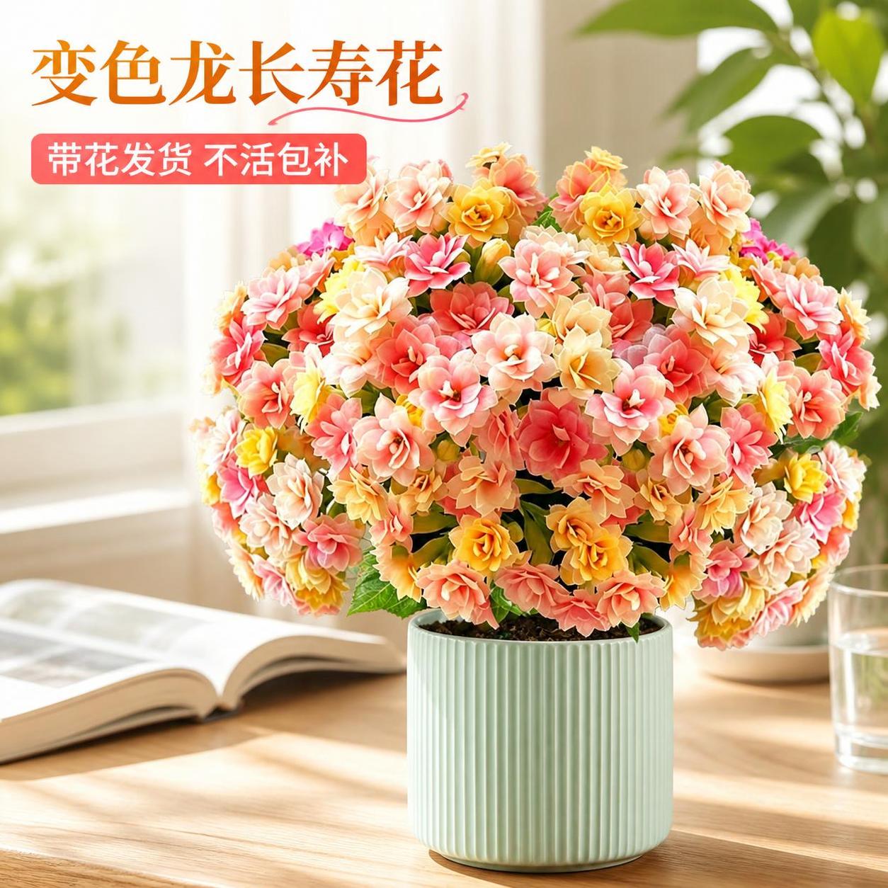 淘宝天猫电商主图，1:1正方形，主体为变色龙长寿花盆栽，花朵饱… - 图片创意预览