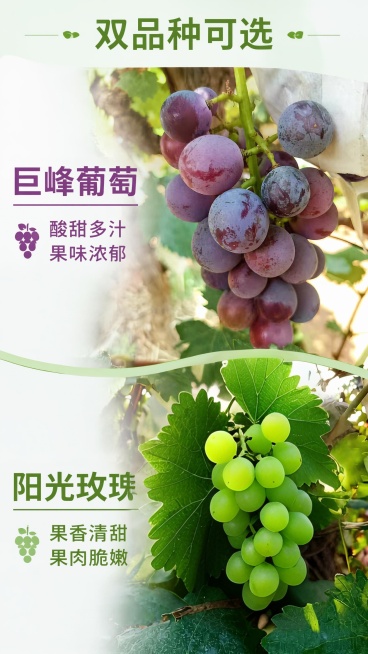 换成阳光玫瑰的图片预览效果