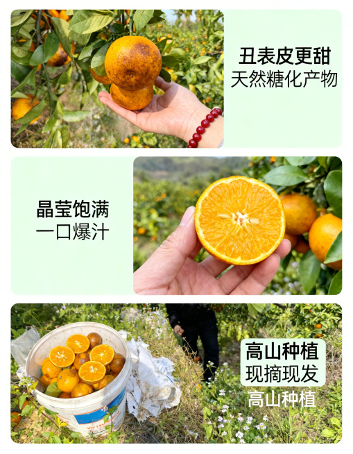 乌柑新版核心卖点详情页，3:4比例，分三个区域，模仿参考版式，每个区域使用用户提供的真实实拍图片：1区域放带皮乌柑图，文案“丑表皮更甜 天然糖化产物”；2区域放切开乌柑图，文案“晶莹饱满 一口爆汁”；预览效果