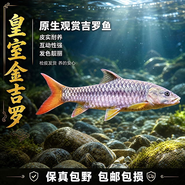 [单张主图] 皇室金吉罗 原生观赏吉罗鱼 淘宝天猫1:1主图 高级原生氛围感路线 同时承担点击理解信任转化四个任务

[画面主体] 画面中心偏右位置展示一条完整的皇室金吉罗鱼，鱼身朝右，保持与输入产品图完全一致的外观特征：银紫色金属光泽鳞片、橙红色尾鳍、黄色腹鳍与胸鳍、清晰的鳞片纹理、流线型身体结构，鱼体完整不裁切，占画面约55%。鱼在水中自然游动姿态，身体舒展，鳍部自然张开，展现原生溪流中灵动状态。

[构图版式] 采用左文右物场景型版式。左侧约35%区域为文字信息区，右侧约65%区域为鱼体主体与溪流场景。左侧竖排品牌标识，底部横排服务承诺，中部偏上为商品名称与核心卖点。

[场景元素] 背景为真实原生溪流环境，清澈见底的山溪水流，底部铺有大小不一的鹅卵石与溪石，石缝间点缀少量绿色水草与苔藓，水面有柔和波光与丁达尔光线穿透水面形成的光柱效果，水中有细微气泡与水流动感，整体呈现自然原生的溪流生境，氛围清新自然有生命力。背景做适度虚化，突出前景鱼体主体。

[文案版式] 所有文字清晰可读，不遮挡鱼体关键部位。
左侧竖列（沿左边缘从上到下竖向排列）：金色粗体大字"皇室金吉罗"，竖排汉字，字体为书法风格的粗黑体，字色为鎏金色，带轻微金属光泽，左侧有细金线装饰。
中部偏左上位置横排主标题："原生观赏吉罗鱼"，白色粗黑体，字号较大。
主标题下方排列3个核心卖点短句，白色常规字体，每行一个："皮实耐养" "互动性强" "发色靓丽"。
主标题下方再补充一行小字："检疫发货 养的安心"，浅灰色小字。
底部横列（画面底部通栏）：深色半透明底条上用白色粗体字横排"保真包野 包邮包损"，字号醒目，两端有小图标装饰。

[光影质感] 自然光从水面上方斜射而下，形成柔和丁达尔光效，鱼身鳞片受光呈现金属虹彩光泽，高光自然，阴影柔和，整体光影通透清澈，水体有真实折射与焦散效果，商业摄影级质感，景深自然，主体清晰背景柔化。

[配色字体] 主色调为自然溪流的青绿蓝调，辅色为鱼身的银紫与橙红，强调色为鎏金色与白色。字体统一为无衬线粗黑体为主，品牌竖排用书法风格粗体，标题字重最粗，卖点文字次之，说明文字最细。文字与背景强对比，确保清晰可读。

[比例分辨率] 1:1正方形比例，2K分辨率，文字清晰锐利，鱼体细节丰富。

[负向提示词] 鱼体变形 鳞片错乱 颜色偏差 鱼鳍残缺 文字模糊 错字 漏字 水印 平台logo 二维码 联系方式 背景杂乱 悬浮感 边缘硬切 低清晰度 畸形 多鱼 人物