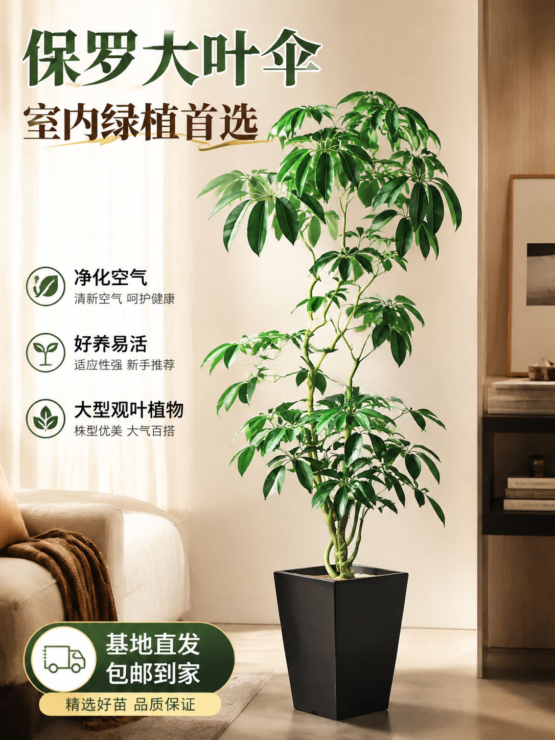 淘宝天猫电商主图，3:4竖版比例，画面主体是一盆保罗大叶伞绿植… - 图片创意预览
