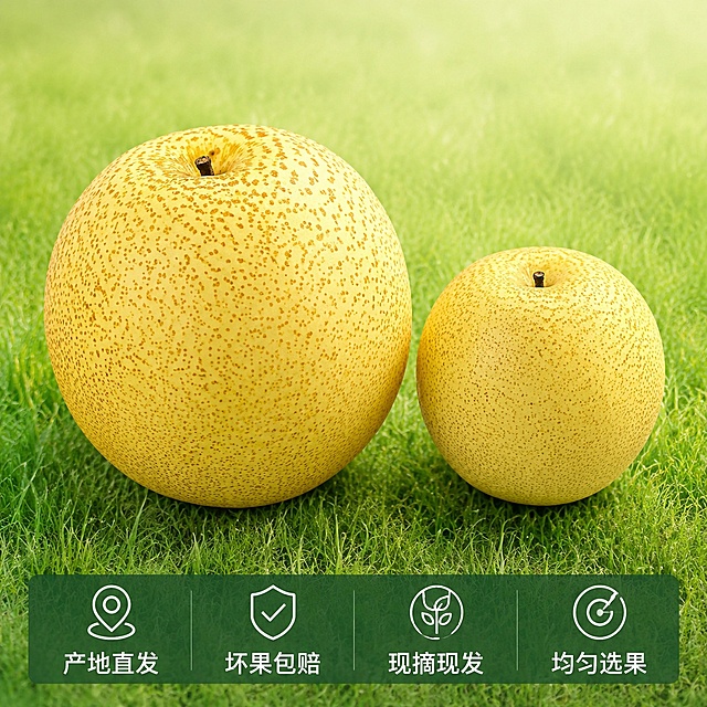 [主图-5] SKU与服务承诺图，展示完整产品规格和售后保障，促进下单
[氛围风格] 清晰信任，干净通透
[画质] 商业摄影质感、光线柔和通透、产品清晰真实、画面干净高级
[元素] 画面上部分展示两颗完整酥梨（一大一小对比），保留原图产品外形斑点和颜色，不改变外观。背景为浅绿渐变自然草地，底部留空放置服务承诺文案，果实占画面上三分之二，布局清晰
[光影] 均匀柔和自然光，果实清晰无硬阴影
[配色] 浅绿渐变背景搭配黄绿果实，清新自然
[视角构图] 对称俯视布局，果实均匀排列
[文字版式] 底部半透明深绿色横条留左右安全边距，横向排列四个服务承诺：“产地直发”“坏果包赔”“现摘现发”“均匀选果”，文字为白色，每个承诺留出间距，清晰易读，不遮挡果实
[输出要求] 1:1比例，文字清晰可辨，超高清商业摄影质感
[负向提示词] 变形，文字错乱，产品图模糊，背景杂乱，水印，电商平台Logo