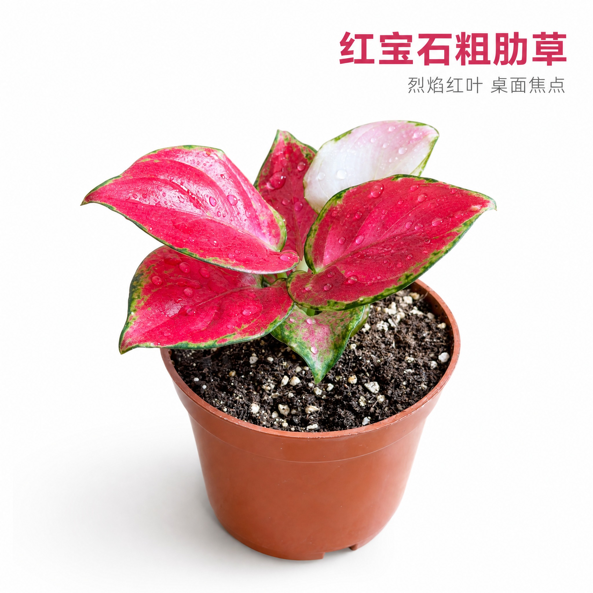 [主图-2] 红宝石粗肋草单品特写主图，亮白色背景，突出叶片色… - 图片创意预览
