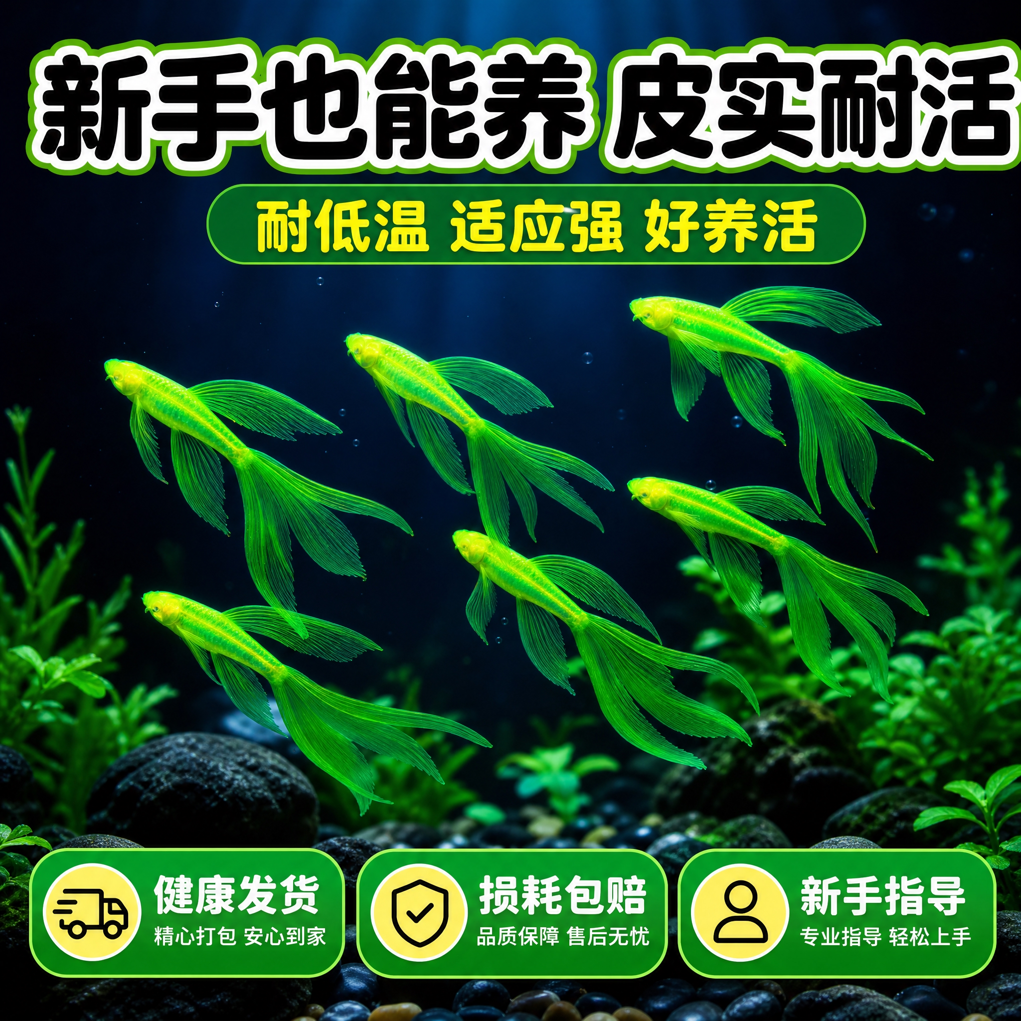 [主图-5] 好养易活收口图 强调翡翠绿长尾斑马鱼皮实耐养 新… - 图片创意预览