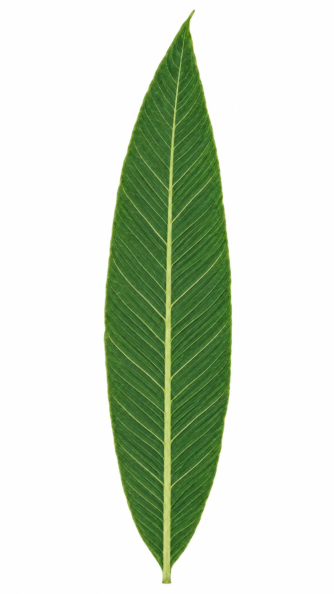 提高叶脉清晰度，升级为超高清晰画面，原图色调完全不变，一点都不… - 图片创意预览